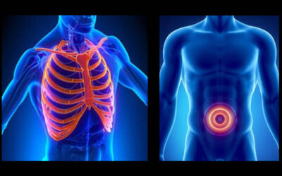 Thorax & Abdomen-Masterclass Anatomy & Sono-Anatomy