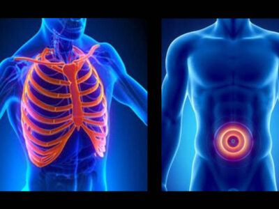 Thorax & Abdomen-Masterclass Anatomy & Sono-Anatomy