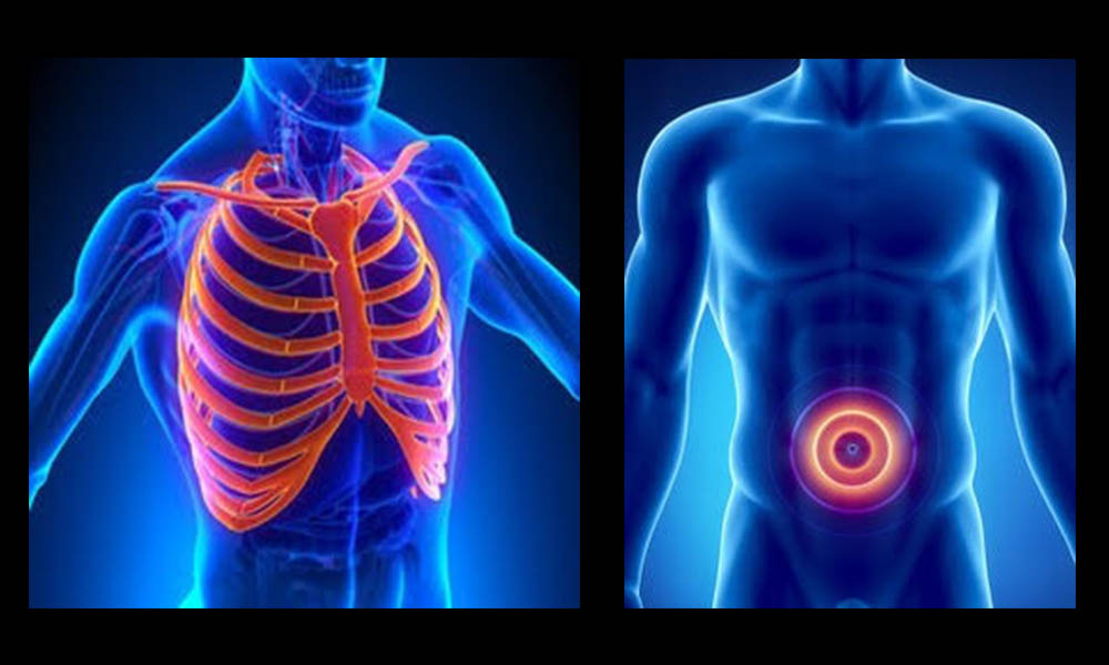 Thorax & Abdomen